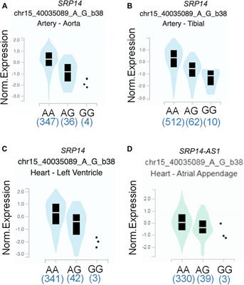 The EIF2AK4/rs4594236 AG/GG Genotype Is a Hazard Factor of Immunoglobulin Therapy Resistance in Southern Chinese Kawasaki Disease Patients